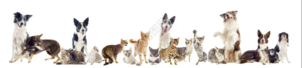 白色背景的纯种猫和狗群图片