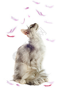 白色背景上有羽毛的纯种主要猫肖像图片