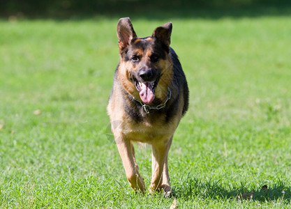 七步洗手法大德国牧狗背景