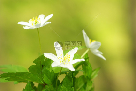 关闭美丽的森林白花图片