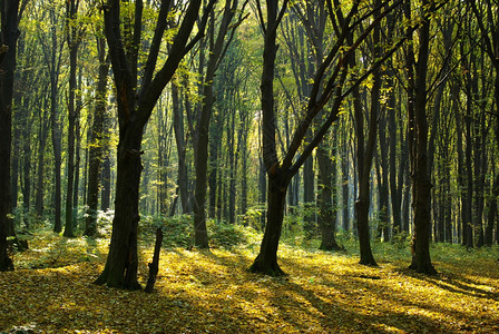 秋天的森林被太阳光线刺穿图片