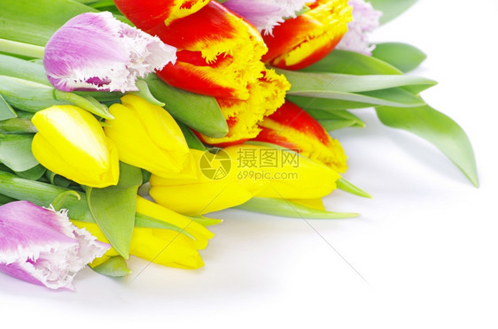 白色背景的郁金香花束图片