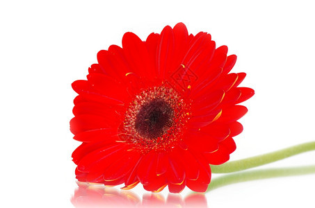 白色背景上的红热贝拉花朵图片