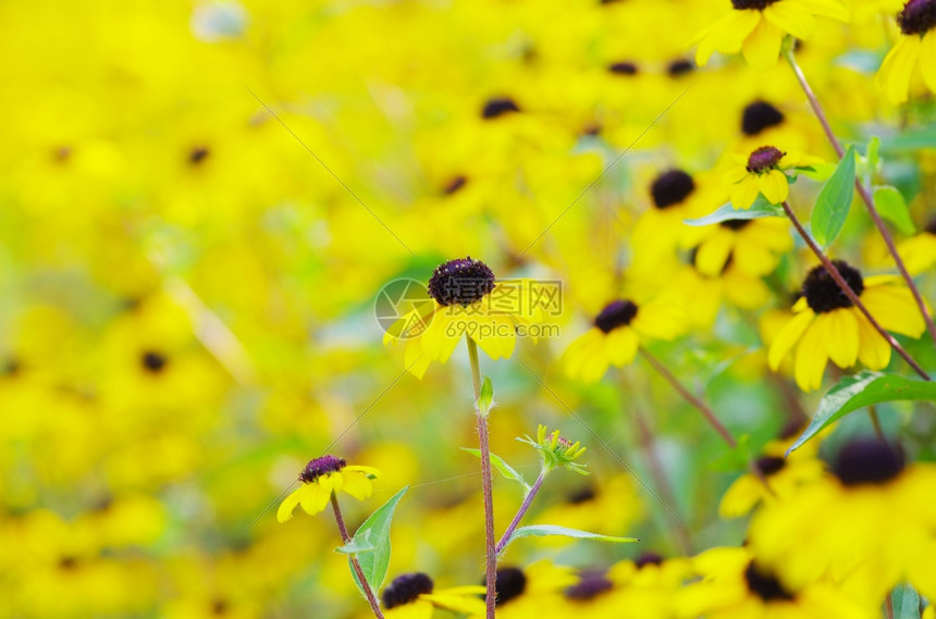 田间抽象黄色花朵图片