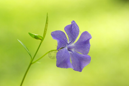 田地上的蓝春花图片