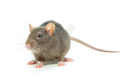 笑老鼠背景