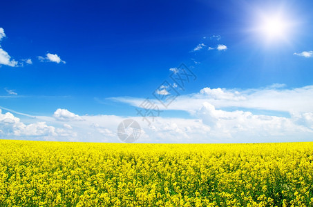 盛开的黄色田野种子图片