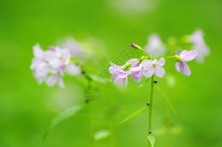 田地上的春花图片