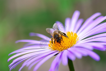 美丽的紫花和蜜蜂图像图片