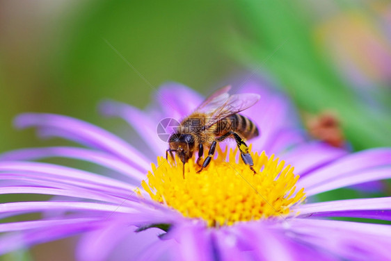 美丽的紫花和蜜蜂图像图片