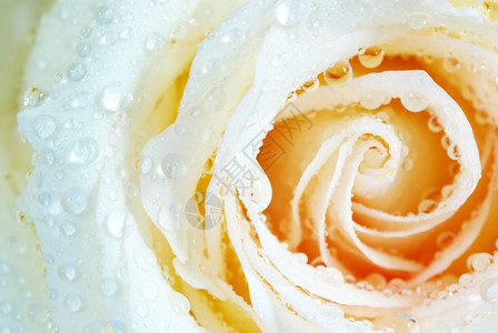 带水滴的白色玫瑰图片