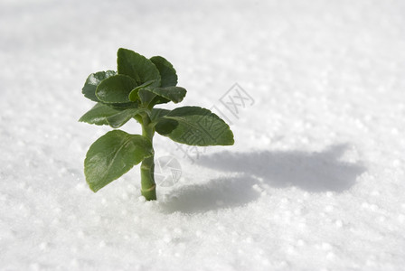 积雪生长的绿色植物图片