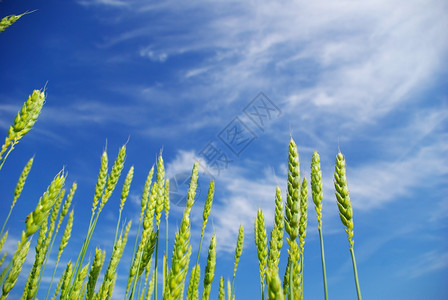 青蓝天空背景的早夏玉米图片