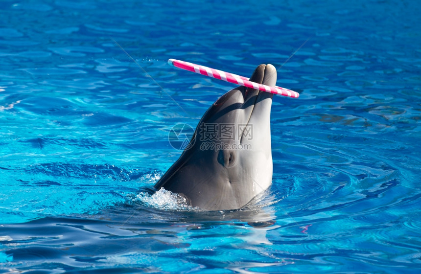 海豚体育带你直击篮球盛宴热门联赛实时直播畅享激情瞬间