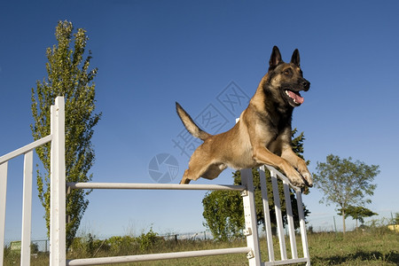 纯种的比利时牧羊犬在敏捷训练中的麦地诺病图片