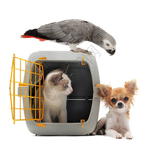 猫封闭在宠物载体内鹦鹉和吉华花孤立在白色背景图片