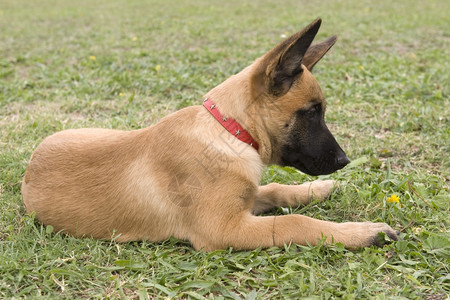 纯种的白牧羊犬麦地诺图片