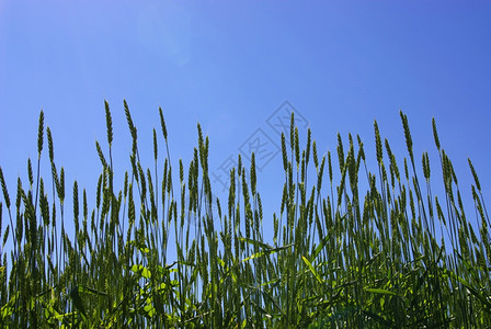 青蓝天空背景的早夏玉米图片