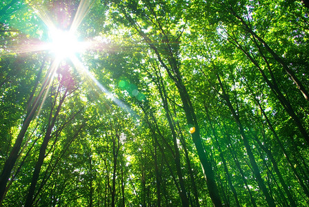太阳的光辉背景
