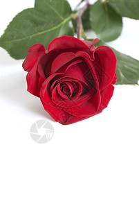 为你心爱的情人节玫瑰图片