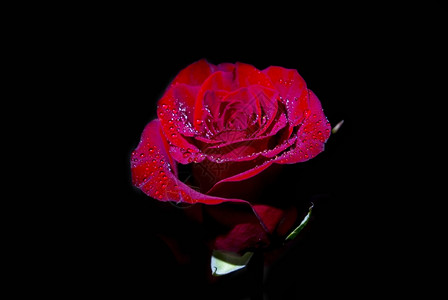 黑色红玫瑰背景