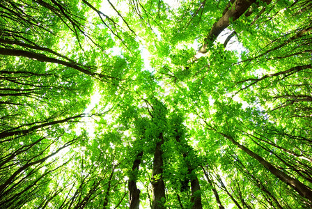 明日日出阳光明日绿森林背景背景