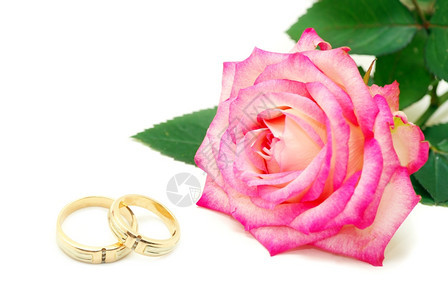 白色的结婚戒指和玫瑰图片