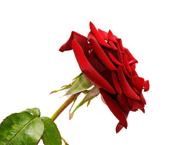 美丽的红玫瑰近身贴图片