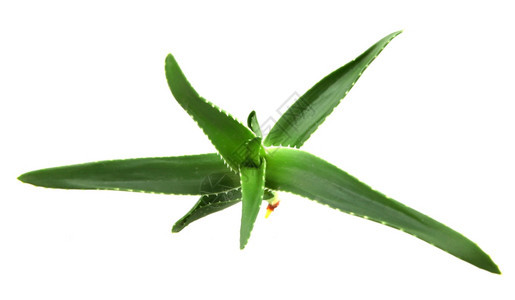 白上隔离的aloevera植物图片