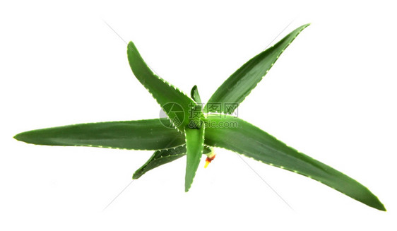 白上隔离的aloevera植物图片