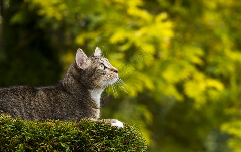 小短毛灰色小猫在树顶上季节落下树本底图片