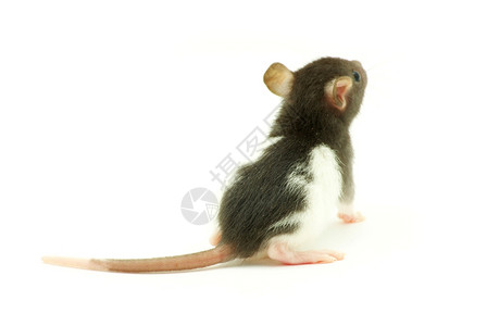 老鼠耳朵图片_ 老鼠耳朵素材_ 老鼠耳朵高清图片_摄图网图片下载