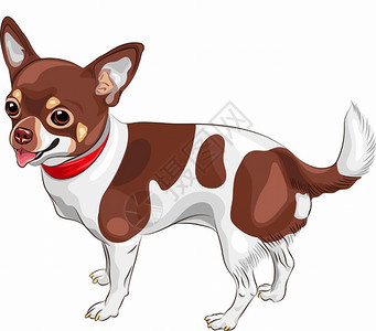 可爱狗的彩色草图吉娃品种的微笑图片