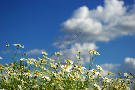 云天上花朵图片