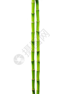 绿背景的美丽竹子图片