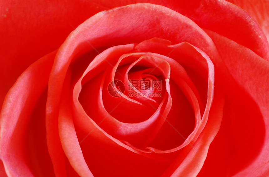 红玫瑰的缝合图片