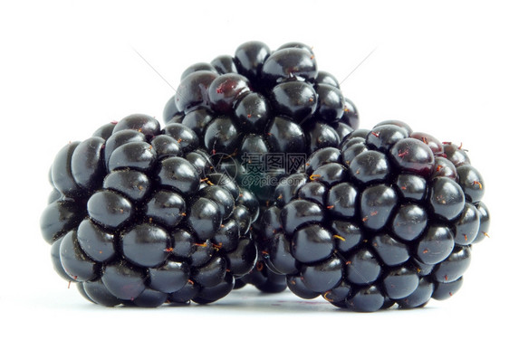 白色背景上隔离的黑莓图片