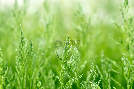 模糊背景绿草图片