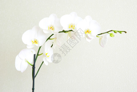 兰花中国风背景