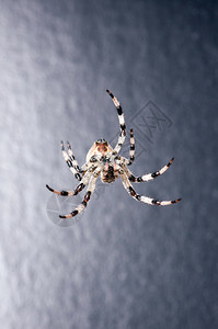 灰色背景上的蜘蛛图片