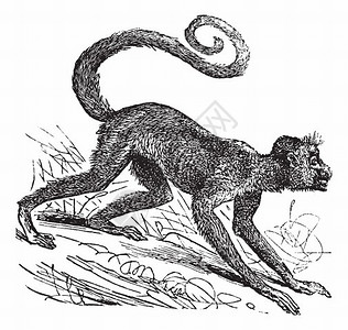 操atelespaniscus红脸蜘蛛猴子圭亚那蜘蛛猴子或红脸黑蜘蛛猴子插画