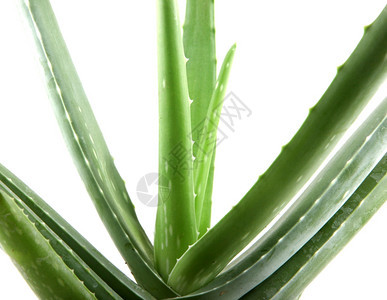 白上隔离的Aloevera植物图片