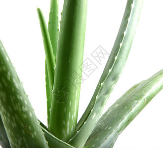 白上隔离的Aloevera植物图片