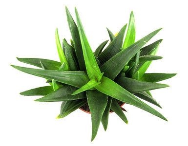 白上隔离的aloevera植物图片