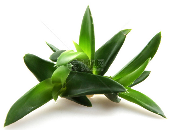 AloeVeraleaves艾洛薇拉叶图片