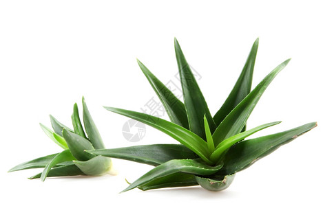 白上隔离的Aloevera植物图片