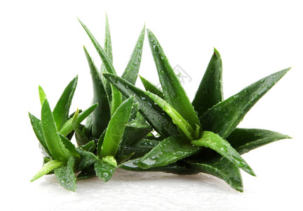 白上隔离的Aloevera植物图片