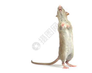老鼠耳朵图片_ 老鼠耳朵素材_ 老鼠耳朵高清图片_摄图网图片下载