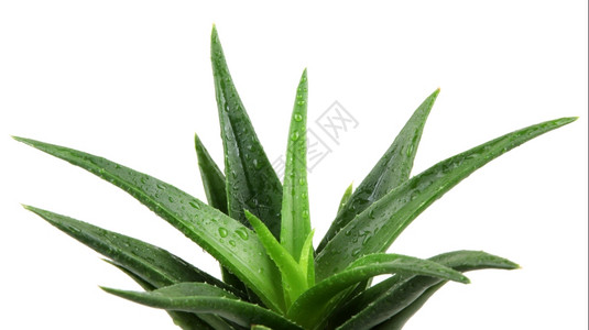 白上隔离的Aloevera植物图片