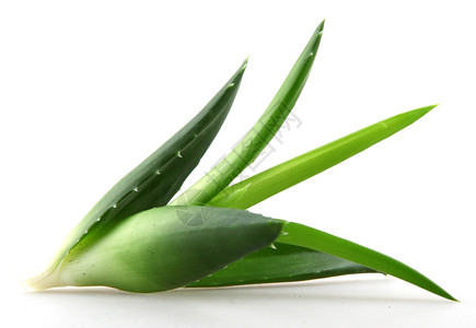 白上隔离的Aloevera植物图片